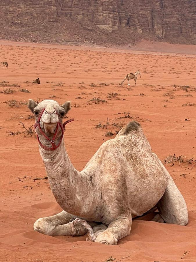 Wadi Rum Trip Exterior foto
